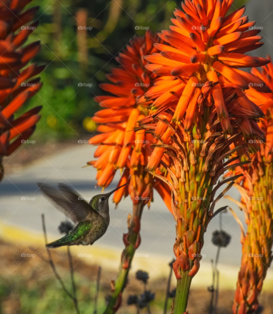 Hummingbird in action