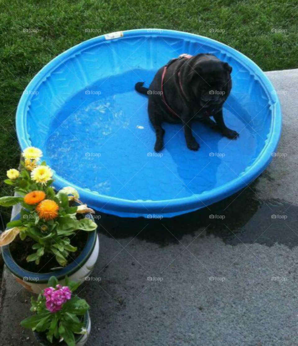 Pug Pool