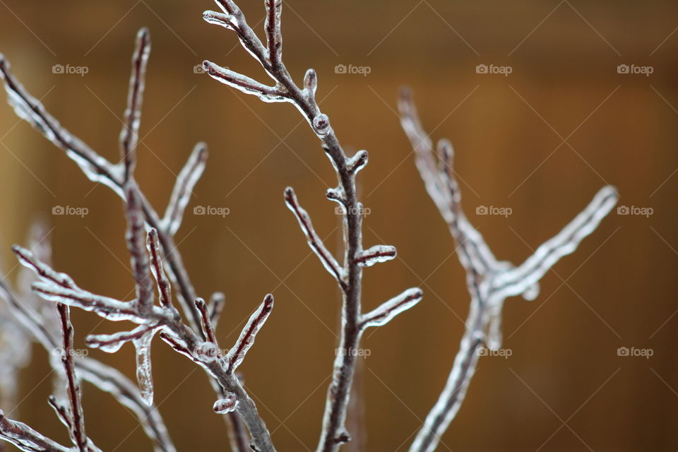 ice storm tree branches 3