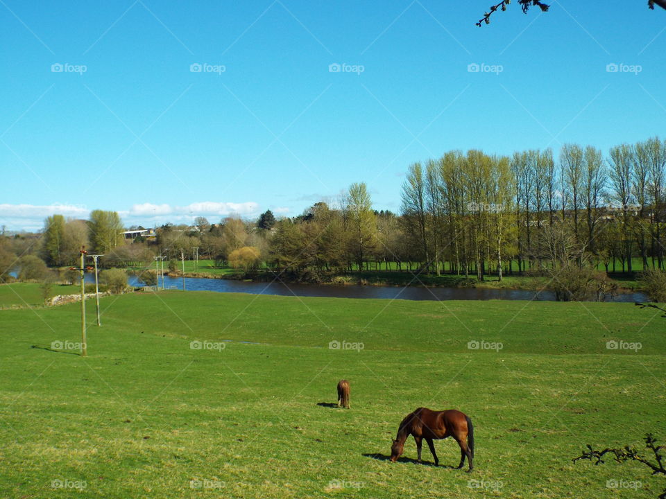 beautiful riverside scene with horses in scotland