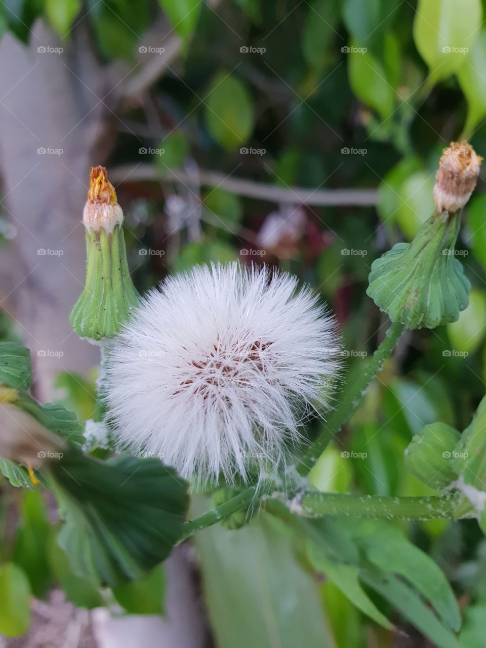 white thistle flower
