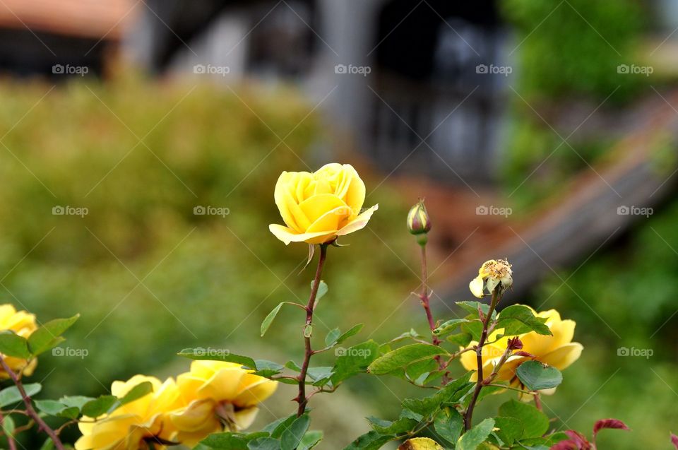 Yellow rose