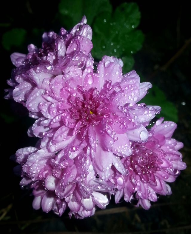 Chrysanthemums