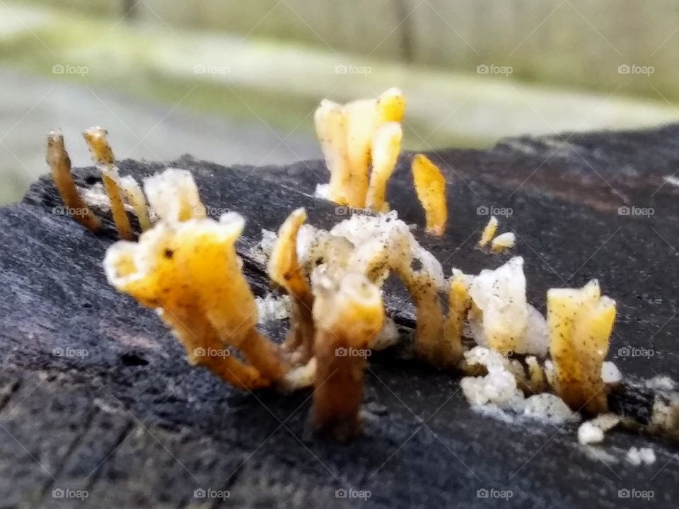 fungus growing on wood