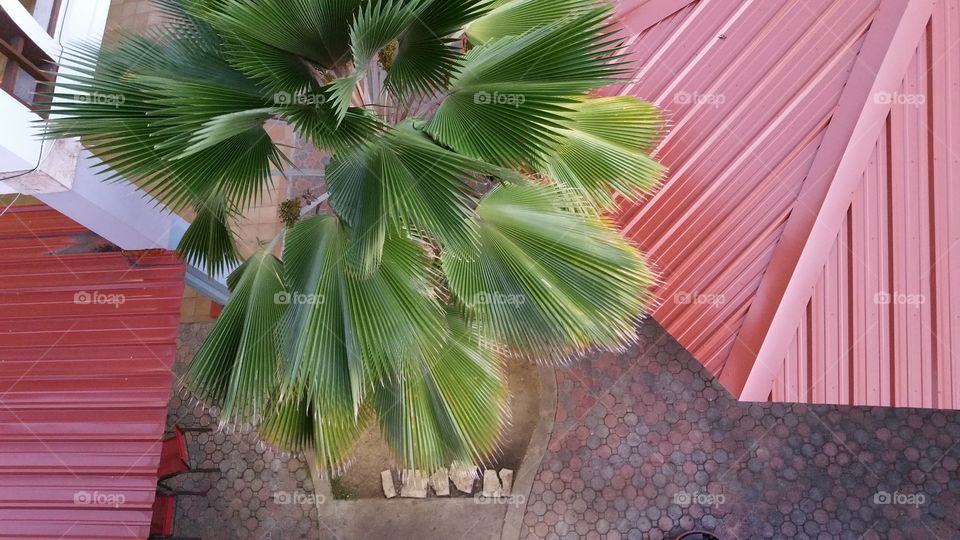 Palm tree and roofs top view