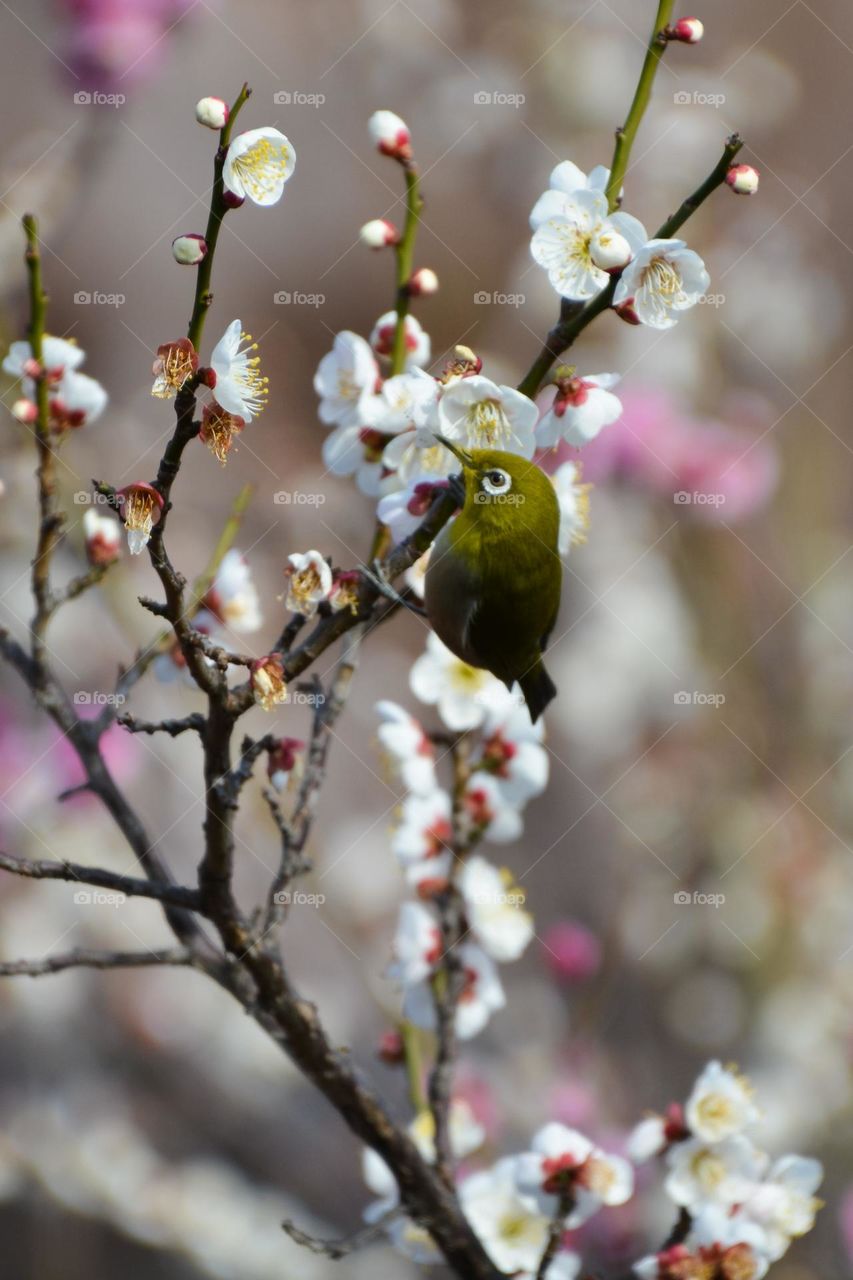 Bird on the plum tree 