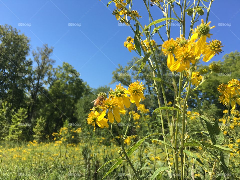 Bee pollinating on flower against clear sky