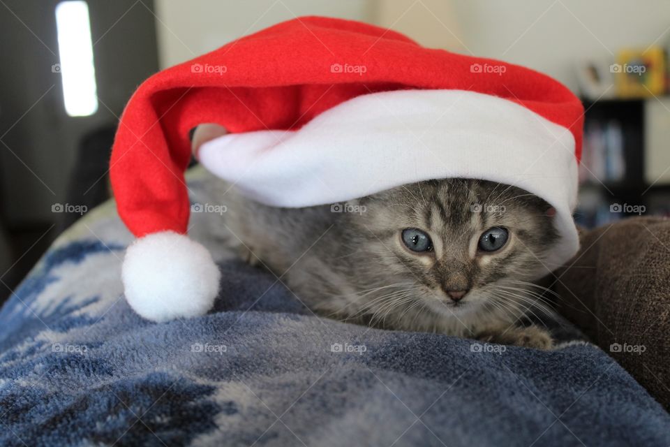 Kitten wearing santa hat