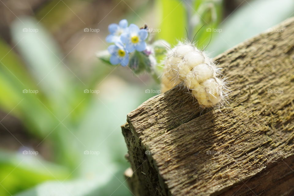 Tiny little caterpillar climbing over a piece of wood 