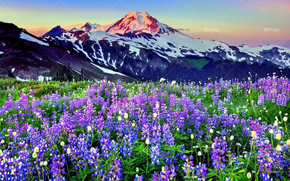 the mountain flower landscape of beautiful bright clouds