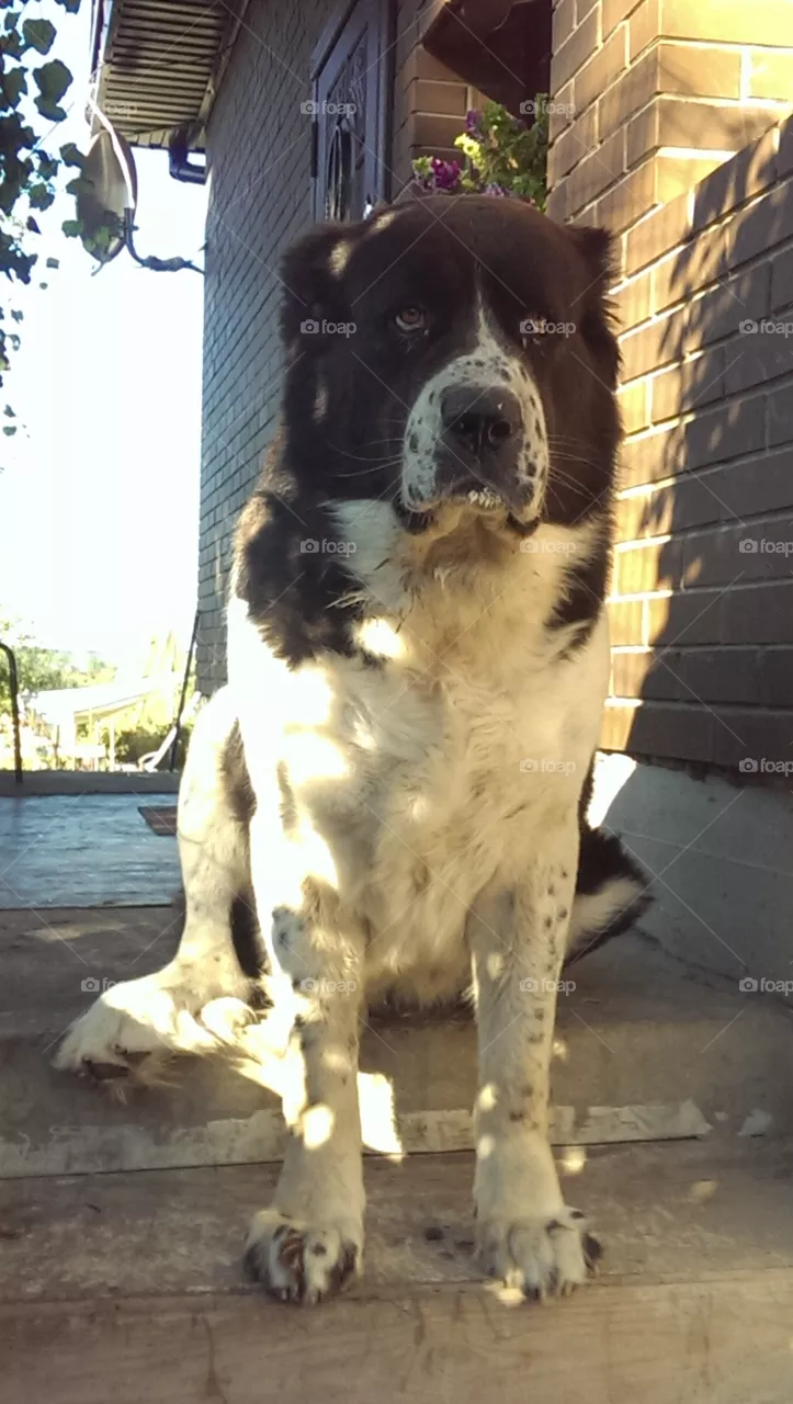 dog