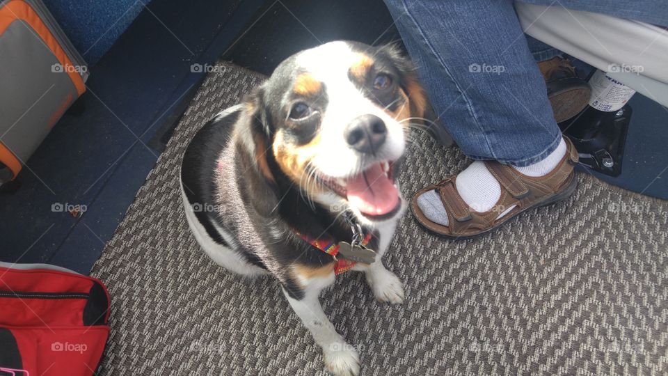 Dog on boat ride