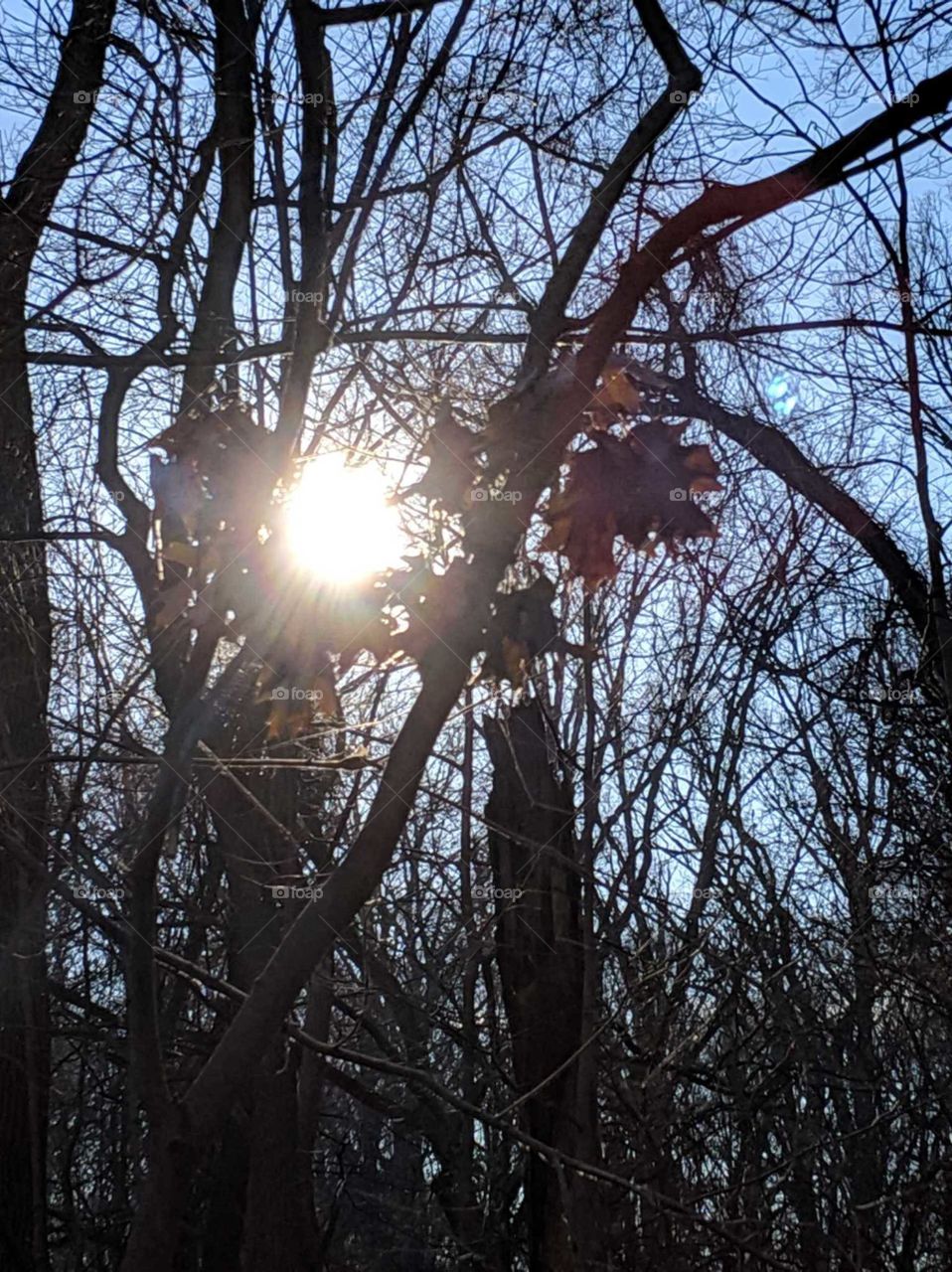 Sun, Branches, Nest