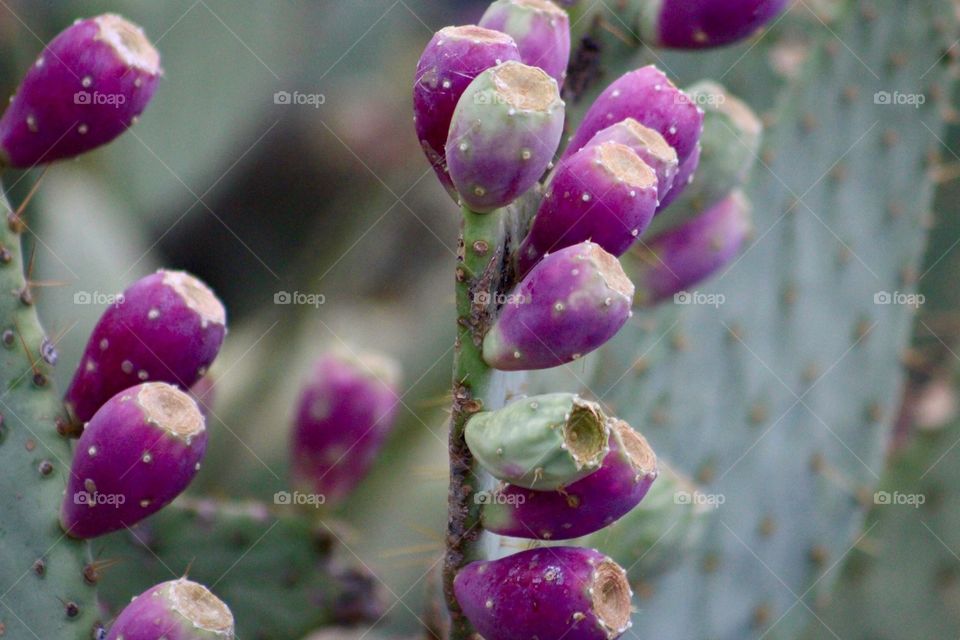Prickly pear fruits 