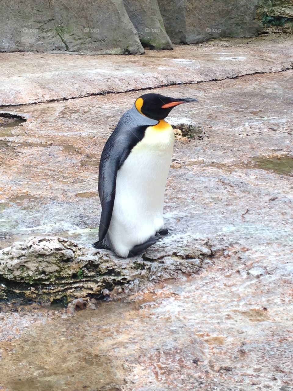 Single penguin standing tall
