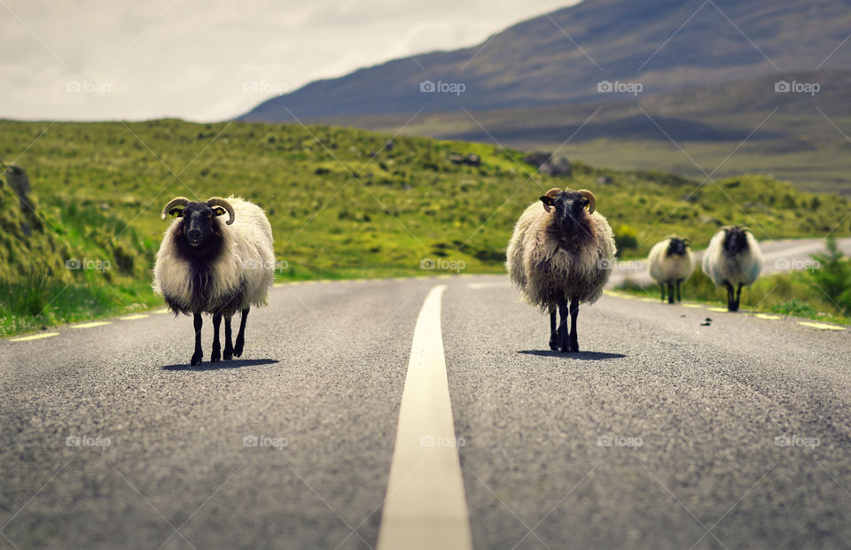 Irish countryside with sheeps on the road