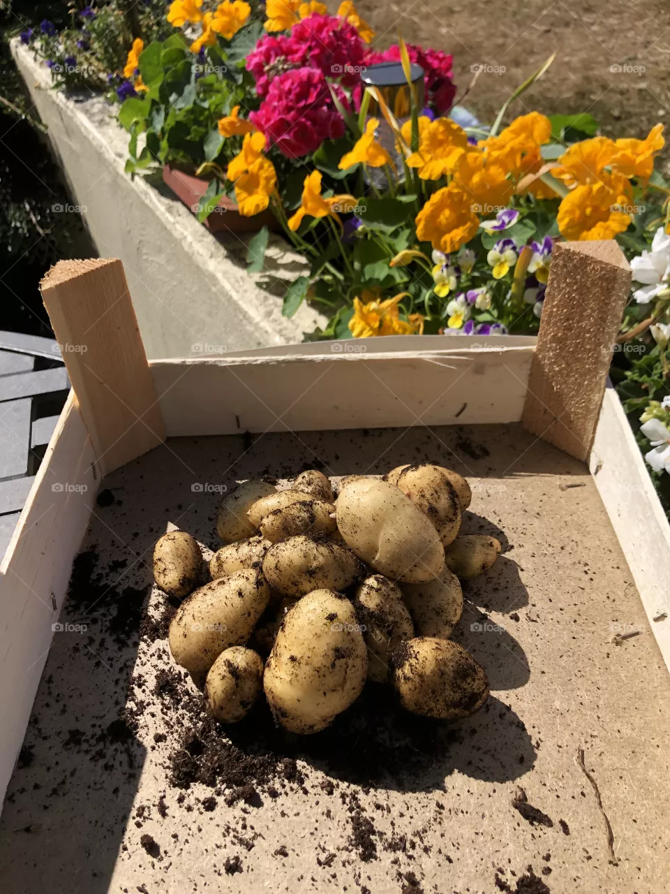 First harvest