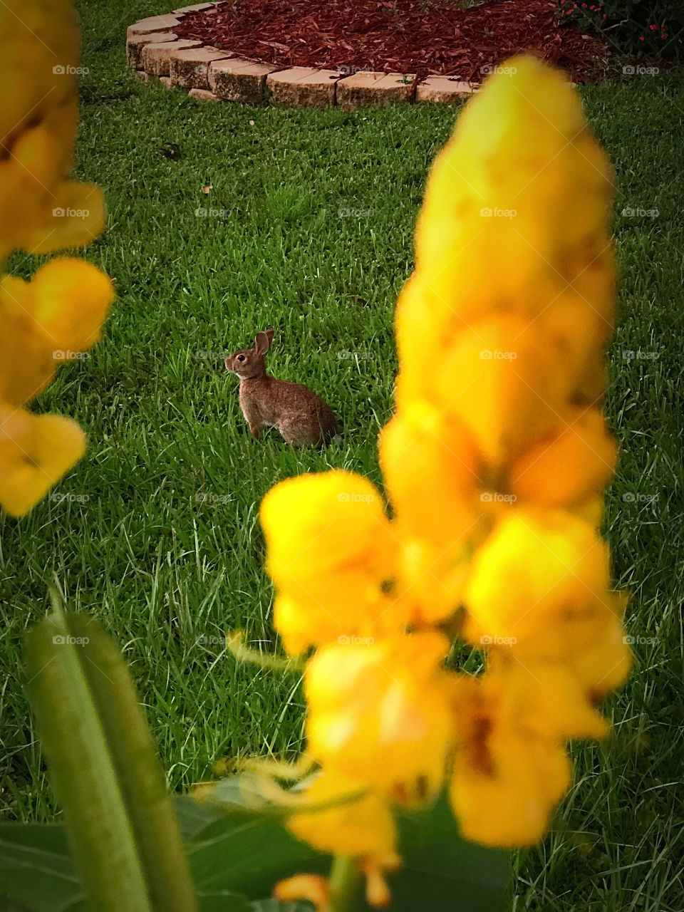 Brown bunny in the summer time. 