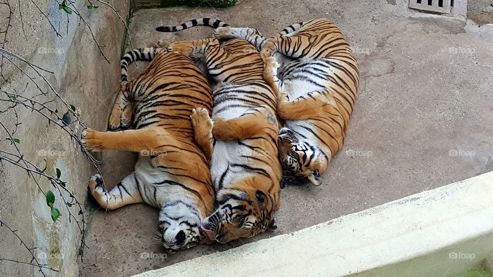 Tigers family