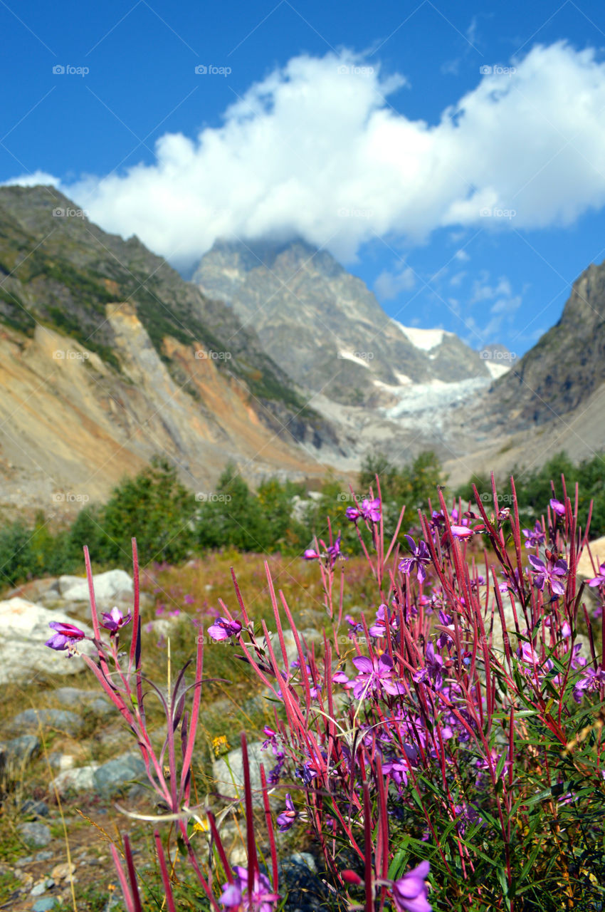 Flowers on a background of Chalaadi Glacier, Svaneti, Georgia.