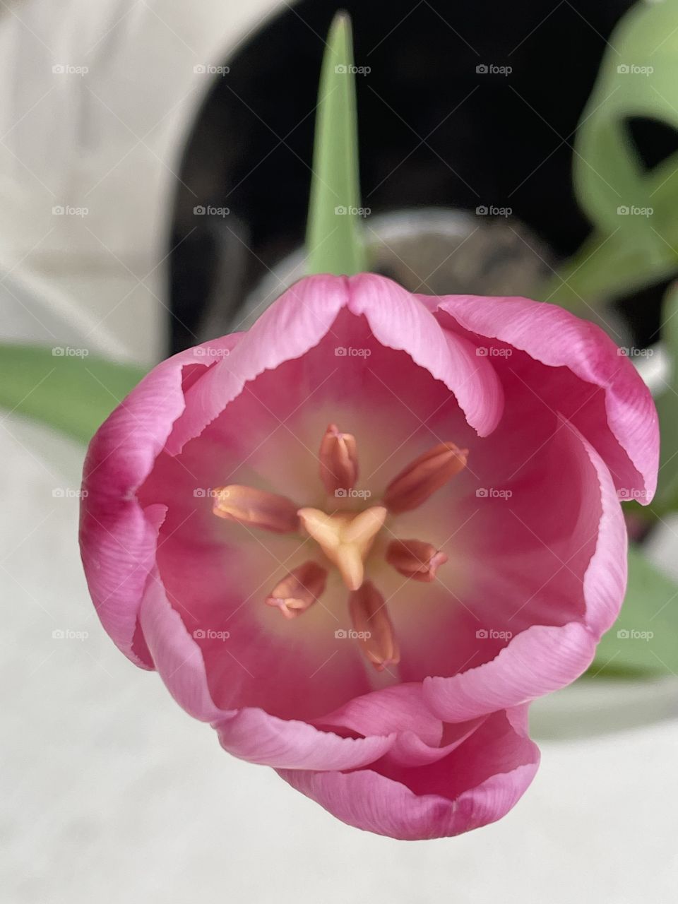 Tulipa 