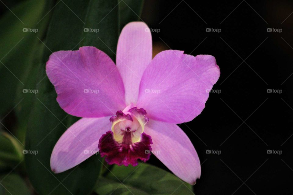 Orchid