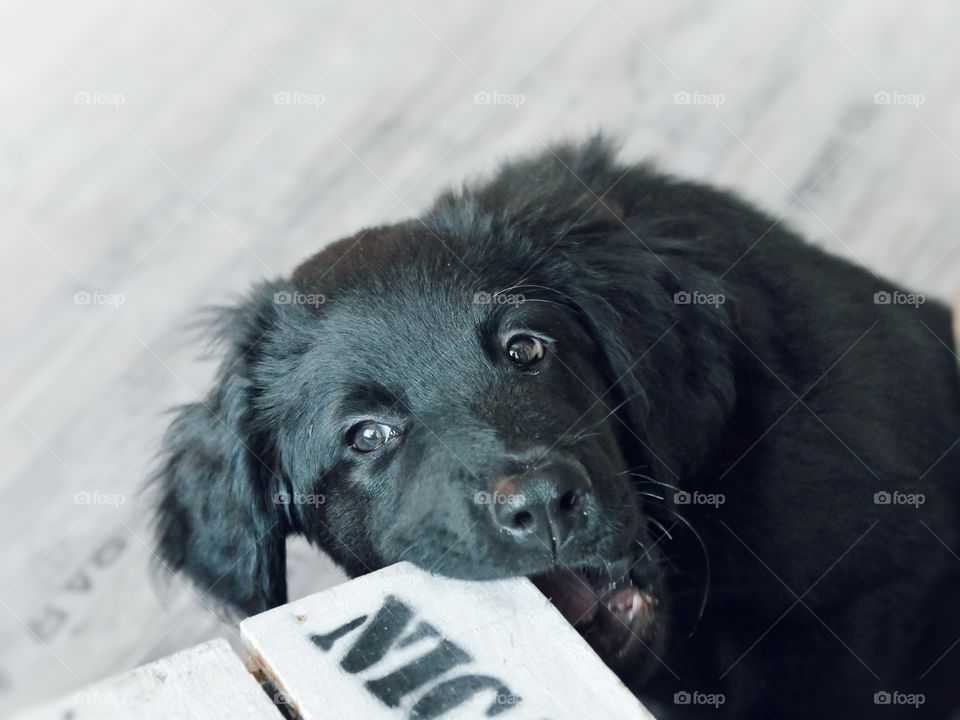 Fun with my cutie puppy