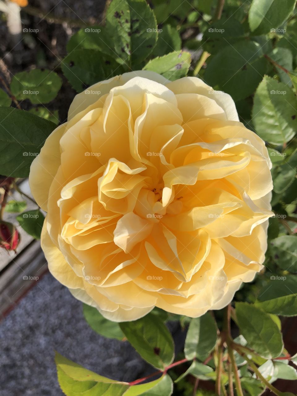 The first roses in our garden in late spring 2020, this one stands very proud posing perfection.