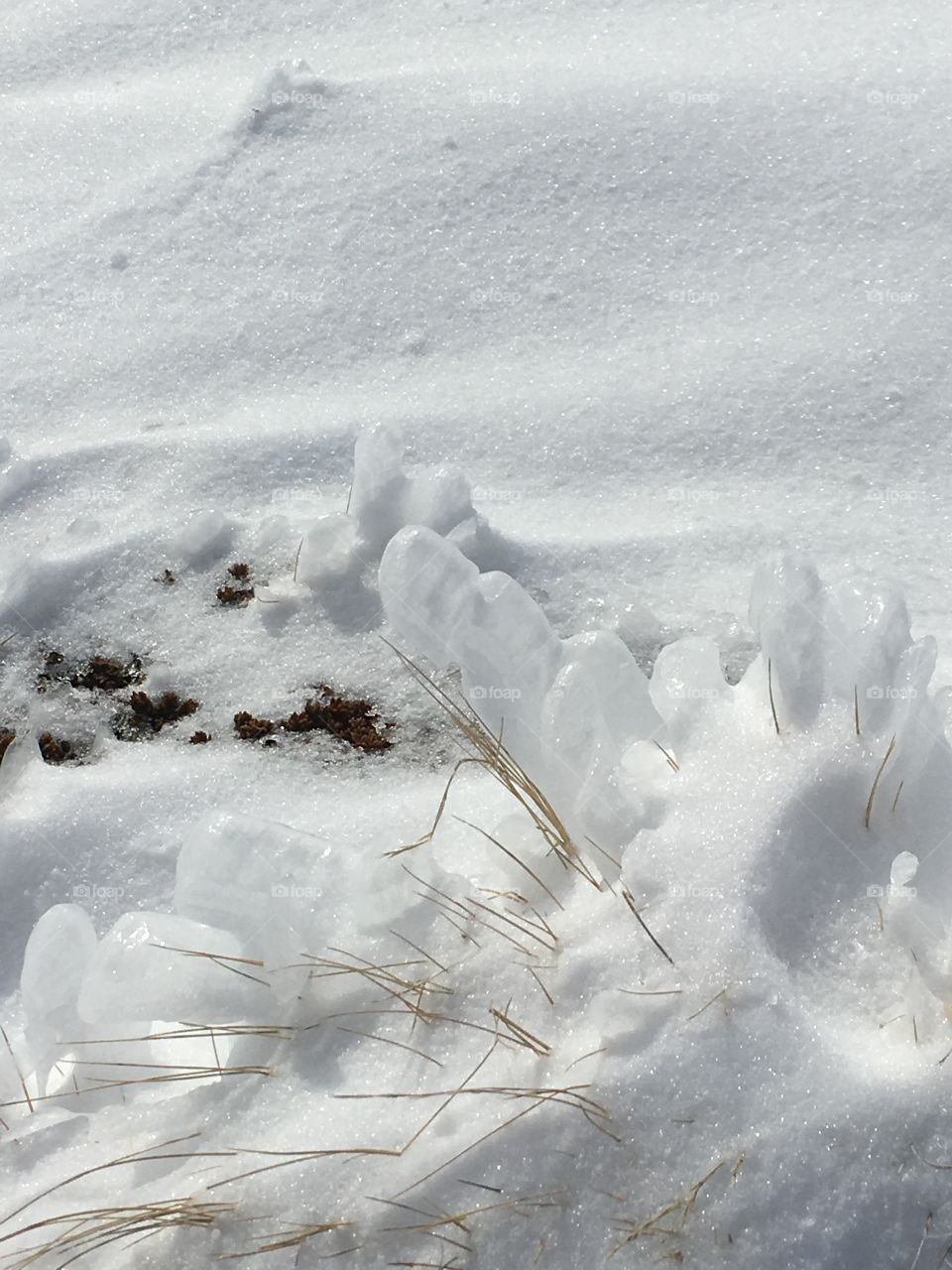 Grass in the snow 