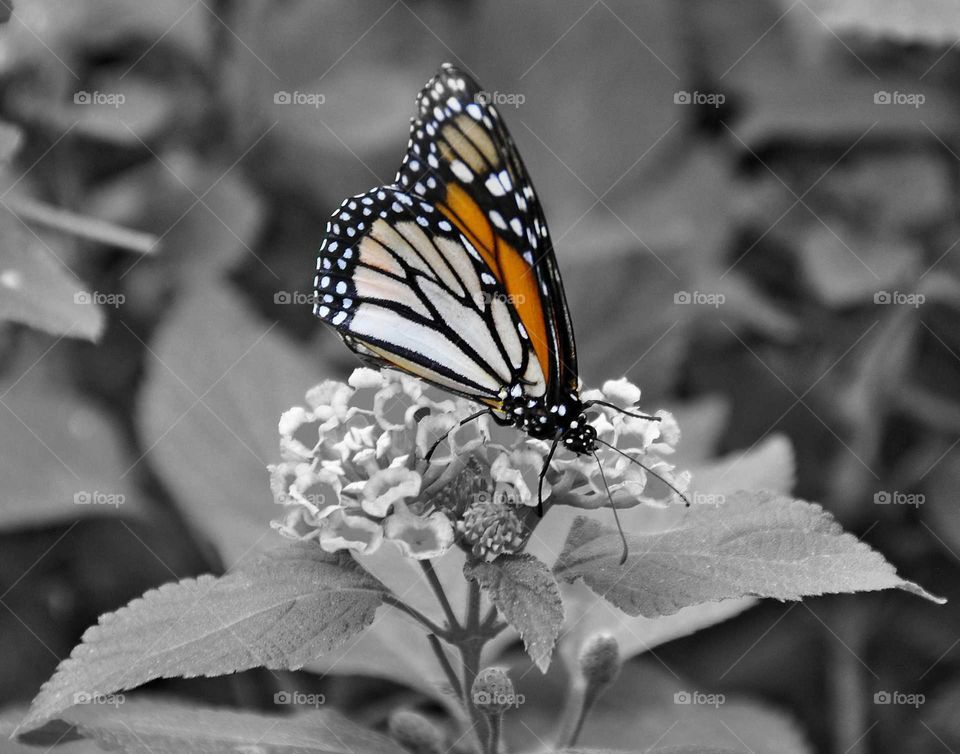 Butterfly by Fleetphoto.net