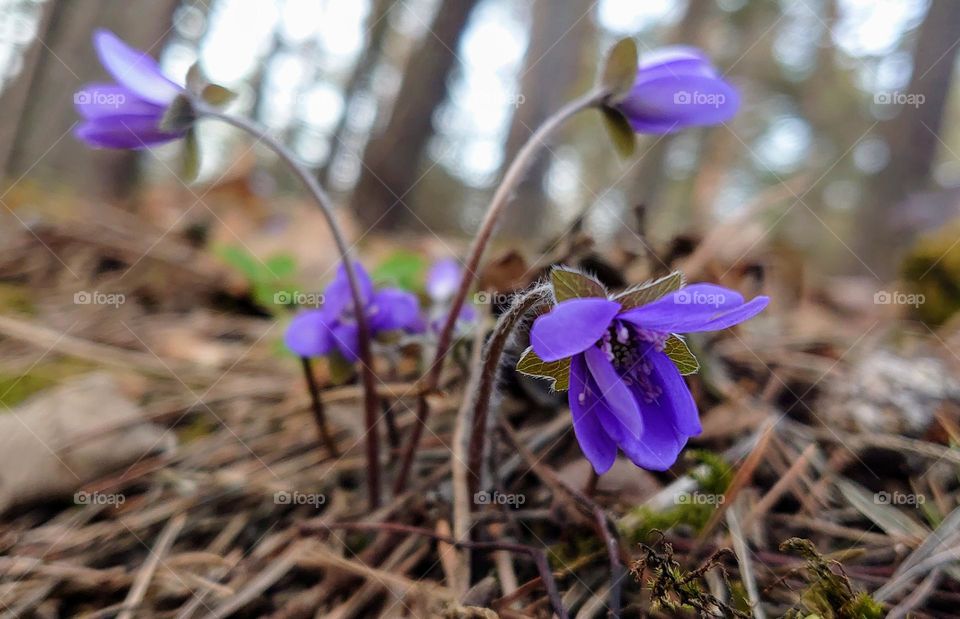 Flowers in forest