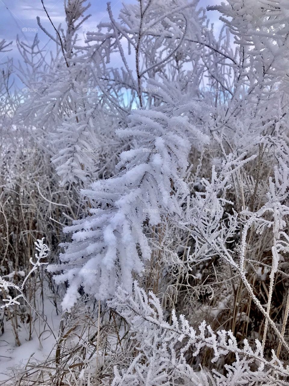 Frost, Winter, Snow, Frozen, Cold