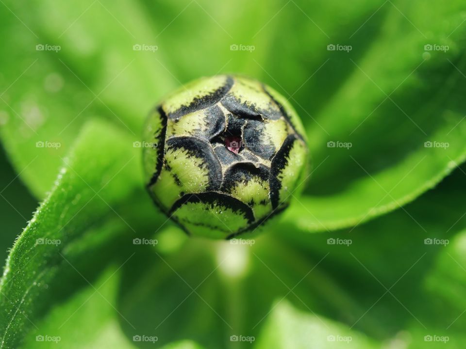 Flower bud