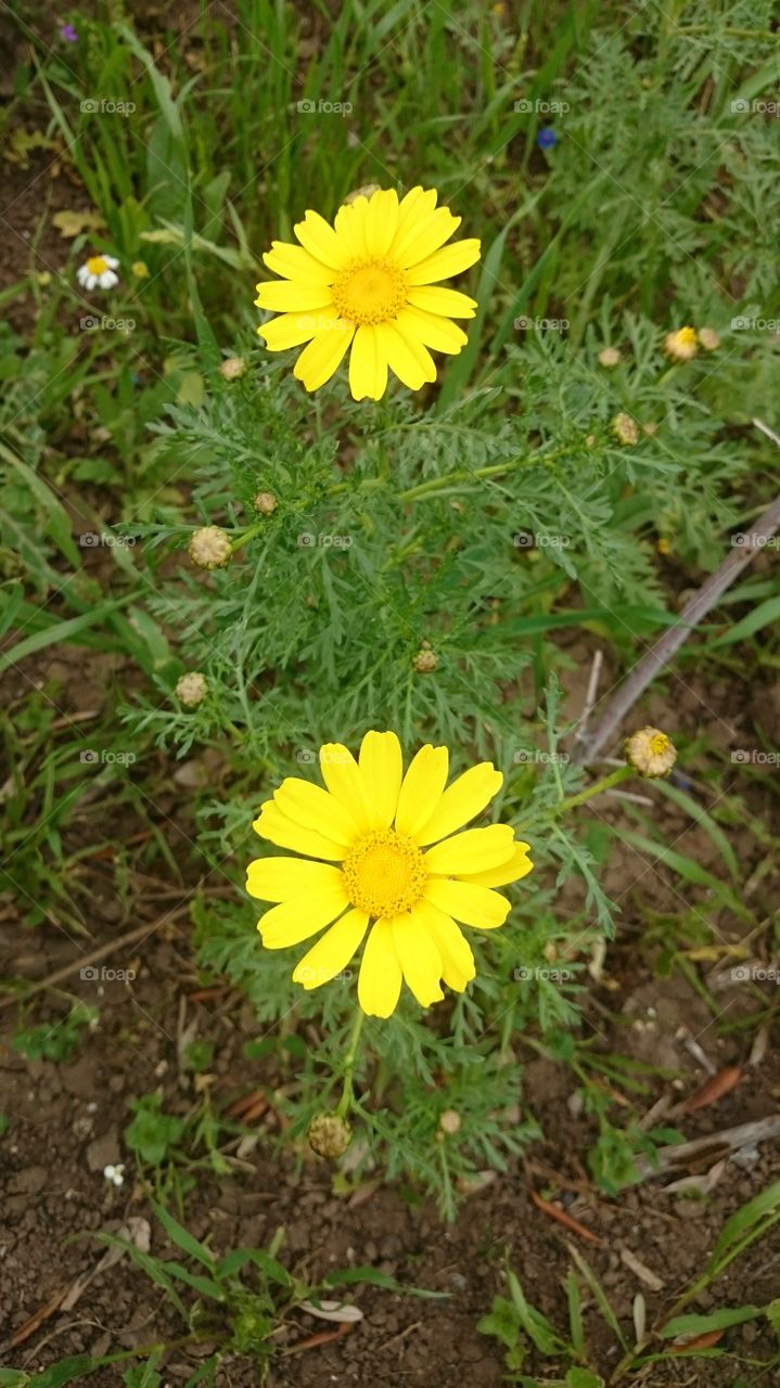 Wildflowers in the Jordan Valley.