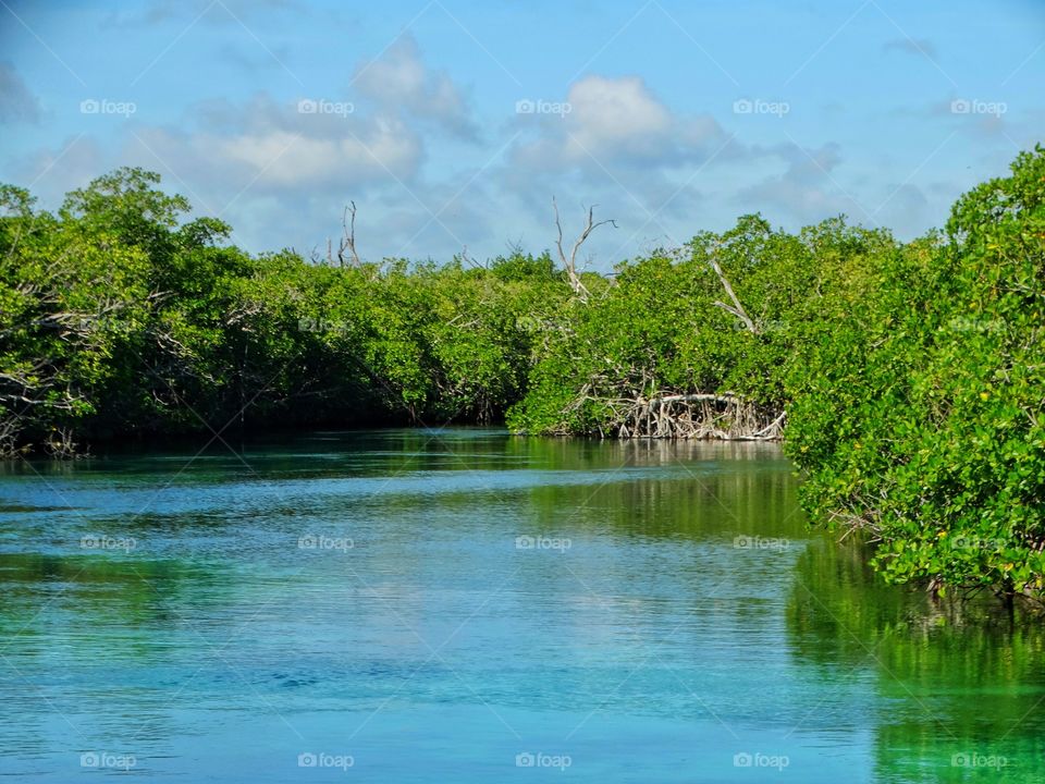 Mangrove Forest
