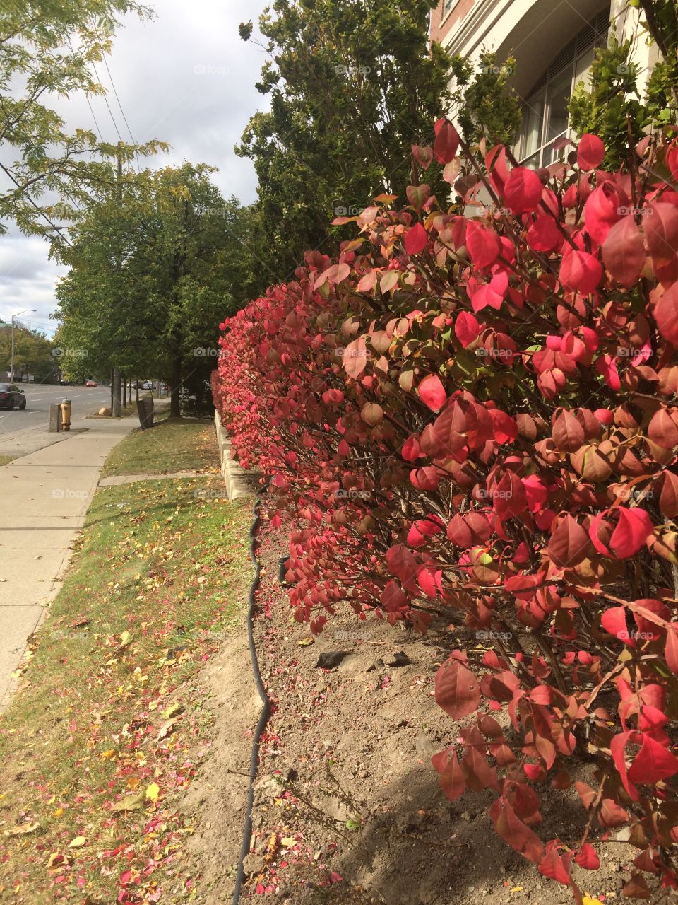 Red bushes in a pathway 