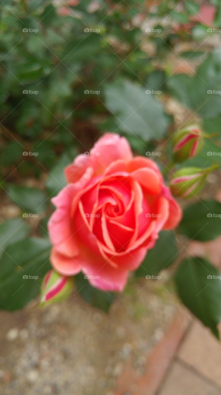 Rose, Flower, Nature, Flora, Leaf