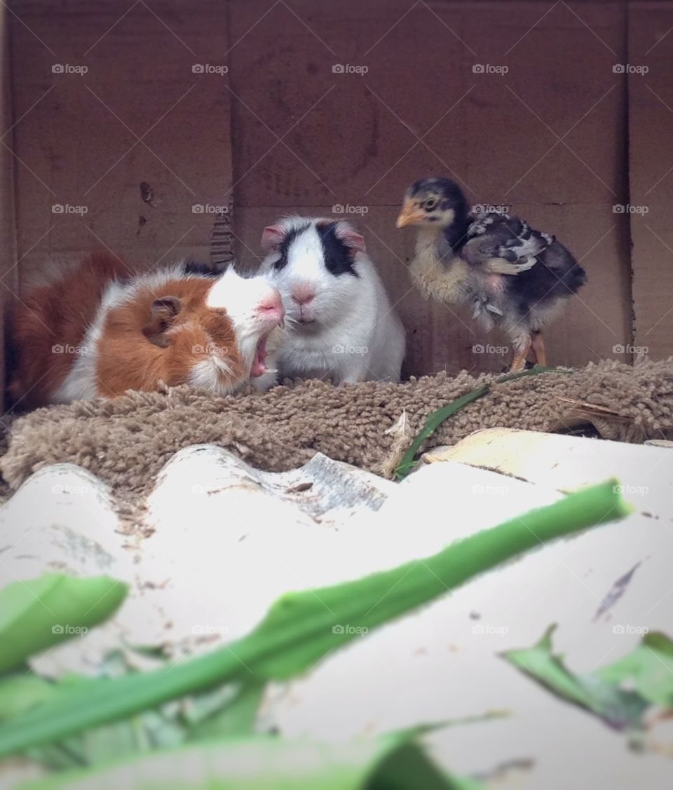 it looks like a roar, but it's just sleep