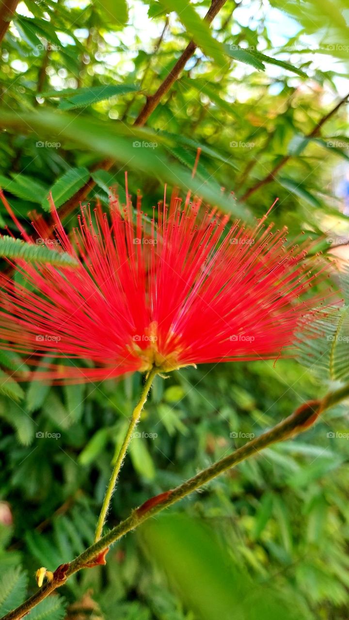 Beleza na delicadeza e cor vermelha da glor wue contrasta com os ramos verdes.