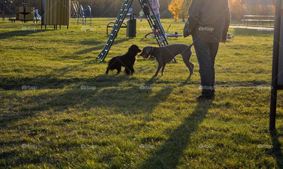 people walking with dogs in the sunlight and shadows on a green grass autumn time