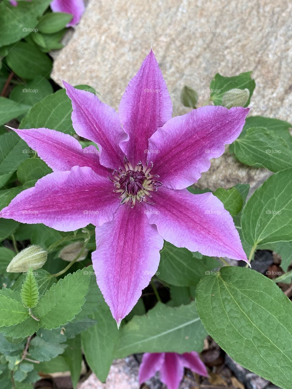 A beautiful, vivid clematis bloom. Striped purple petals with lovely green foliage.