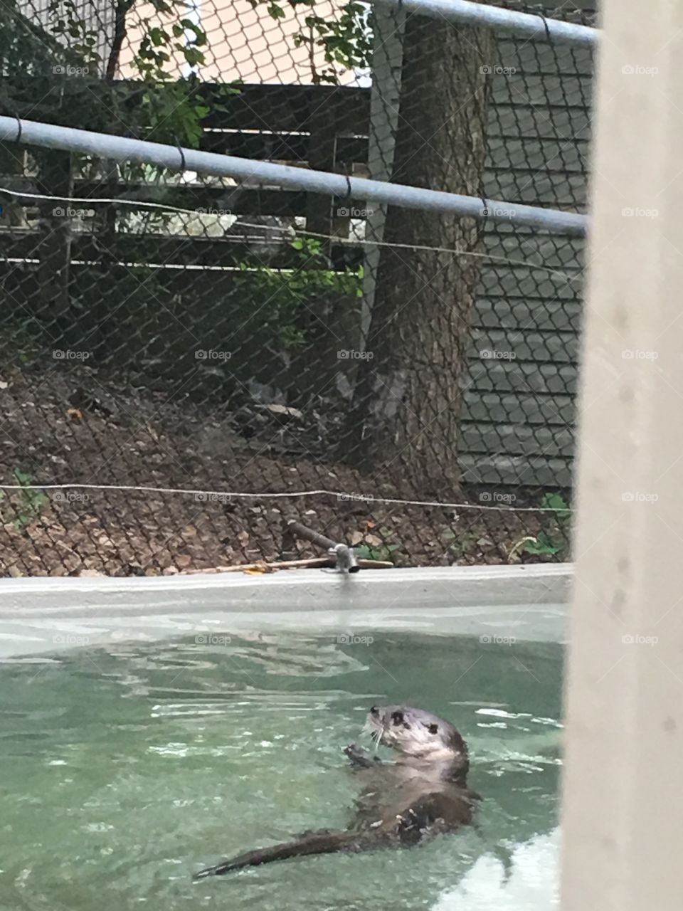 Water, No Person, Wet, Mammal, Nature