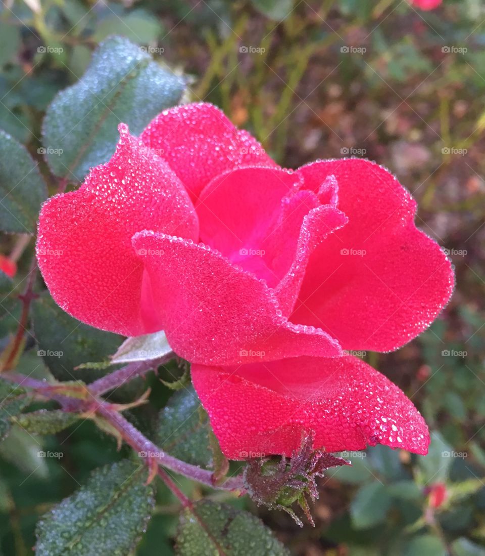 Diamonds sprinkled on a rose