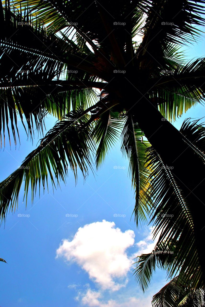 Coconut tree silhouette