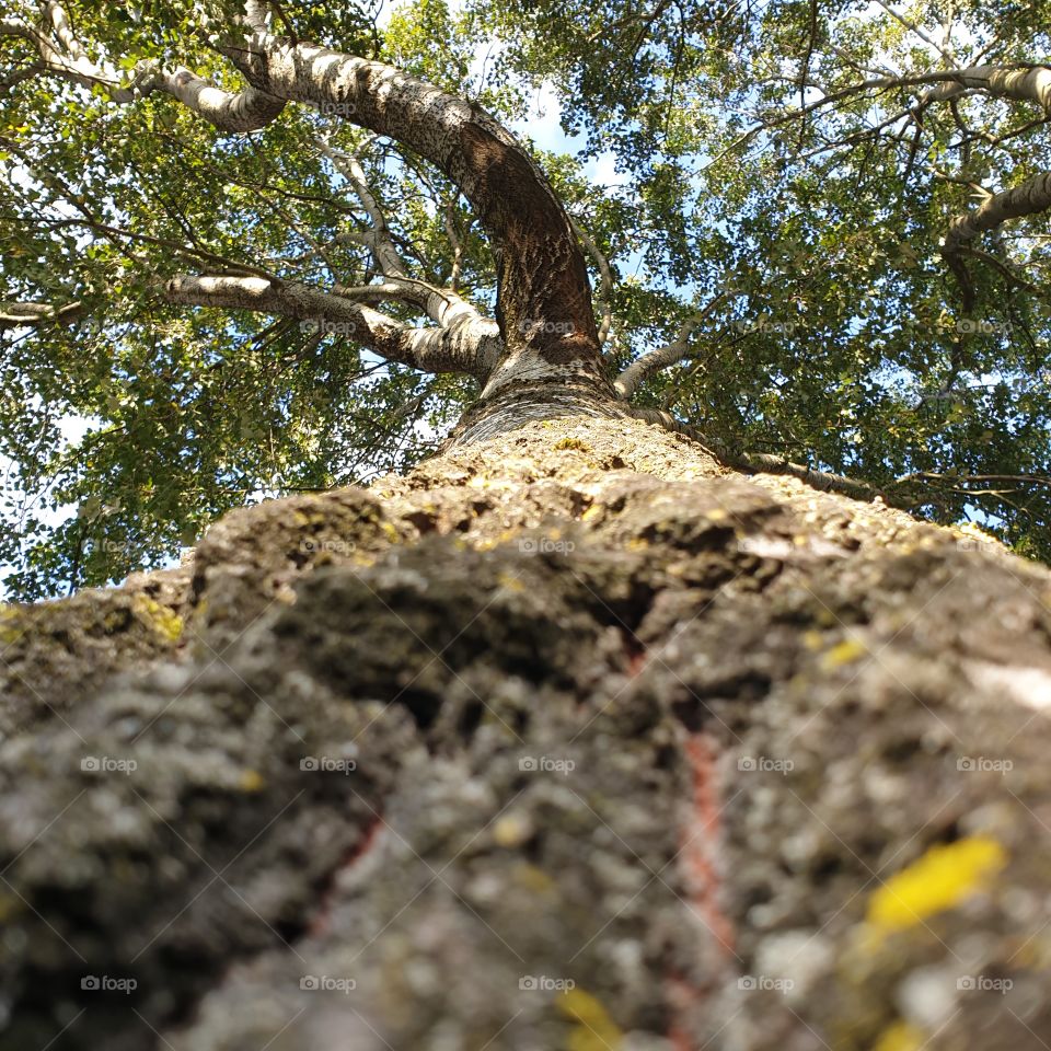 Magnificent tree with sharp bark