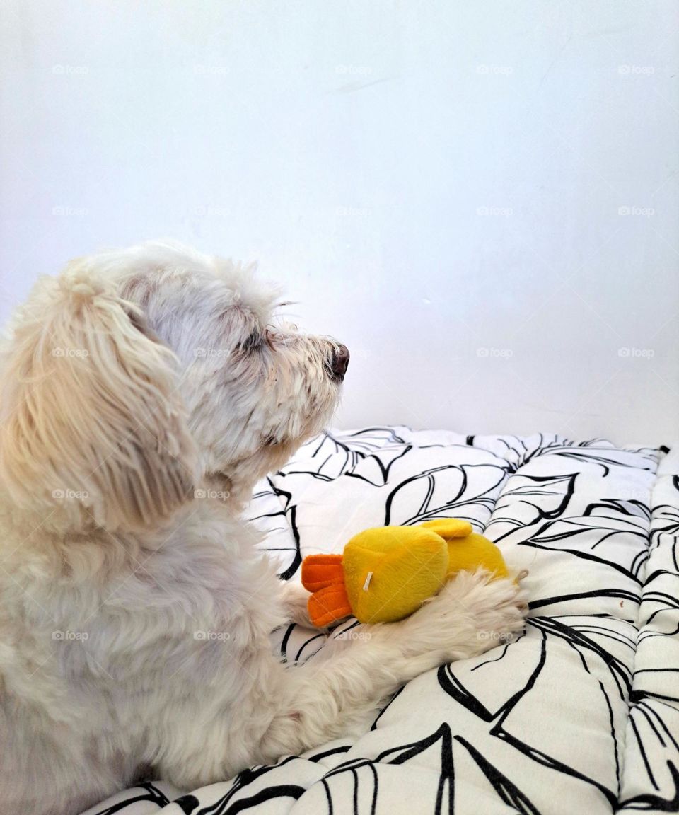My dog ​​playing with his doll