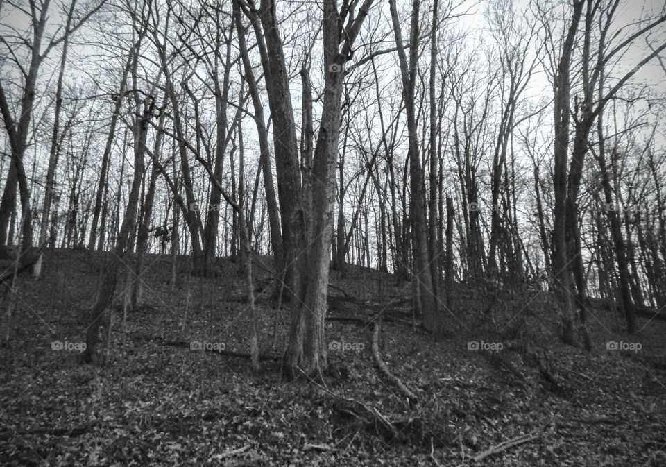 black and white hillside with numerous trees
