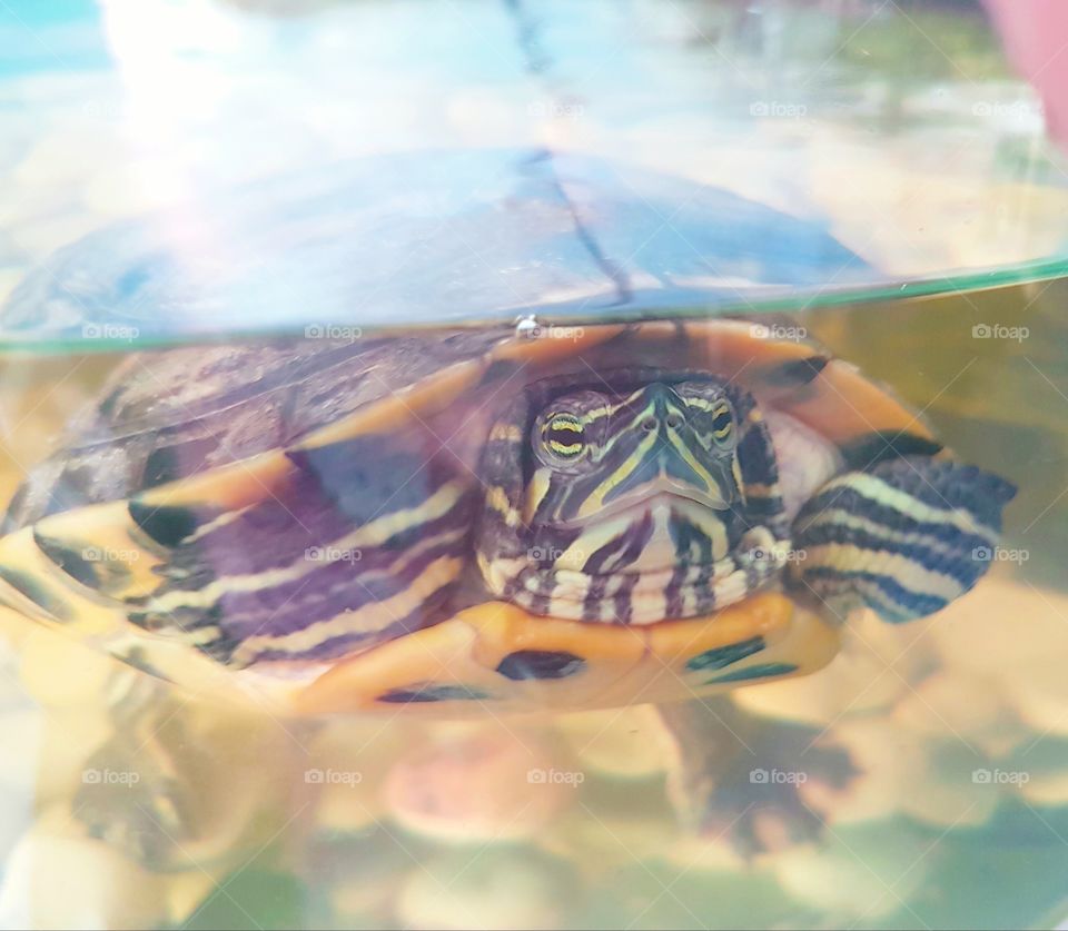 Little aquatic turtle swimming underwater in aquarium