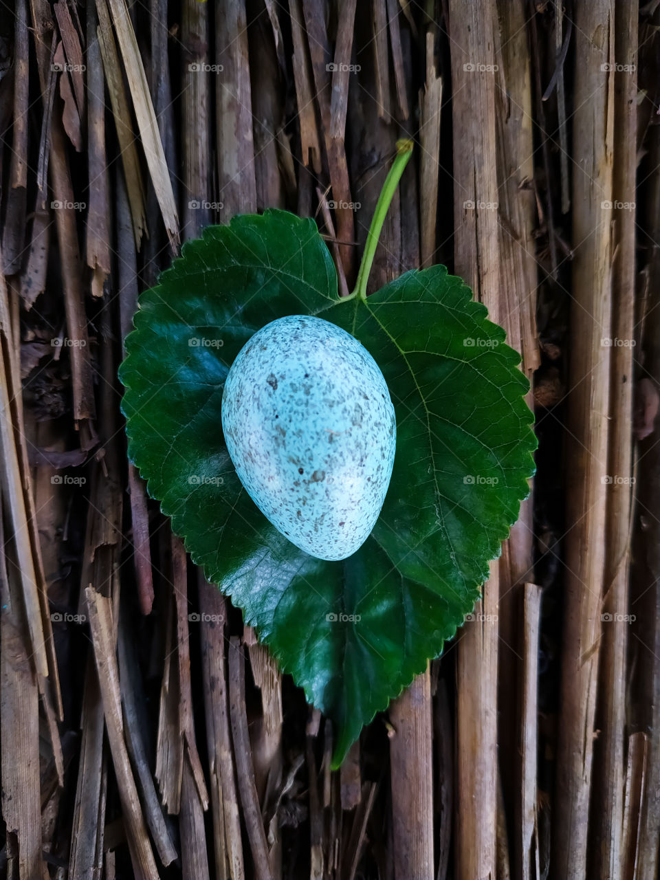 A vertical shot of a blue egg on a green leaf against a wooden background