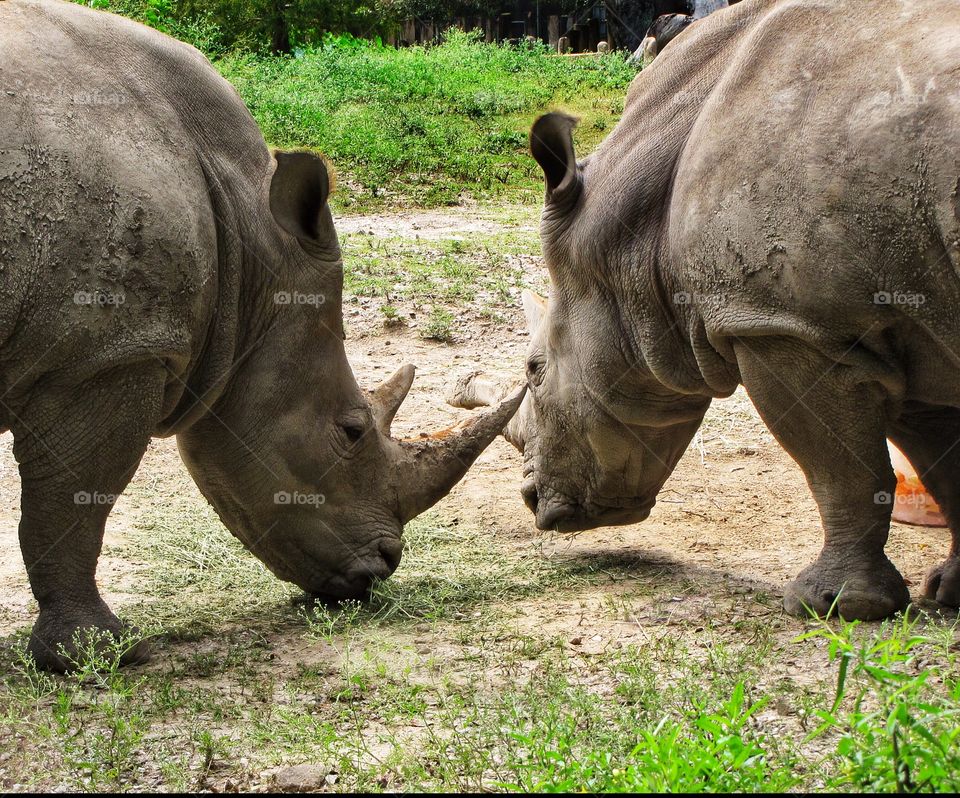 Rhinoceros in zoo. 